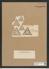 Triceratium curvata A. Schm. (de-Toni-Nr.: Genus 140, Species 3877) Zeichnungen Sammlung Grunow Nr. 7364 (NHMW-BOT-W0376422)
